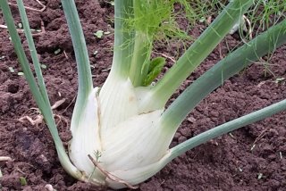 Geschmorter Fenchel