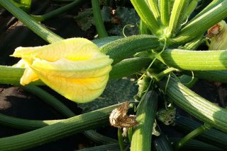 Zucchini-Nusskuchen